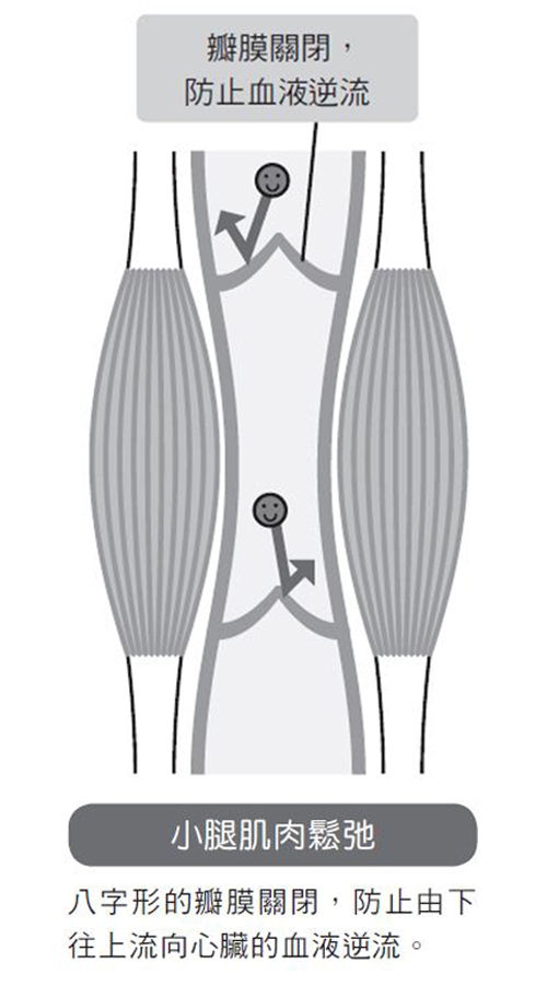 12個問題,測你的血管年齡幾歲?早晚兩組伸展幫老化血管回春,降心肌梗塞、腦出血風險_img_4