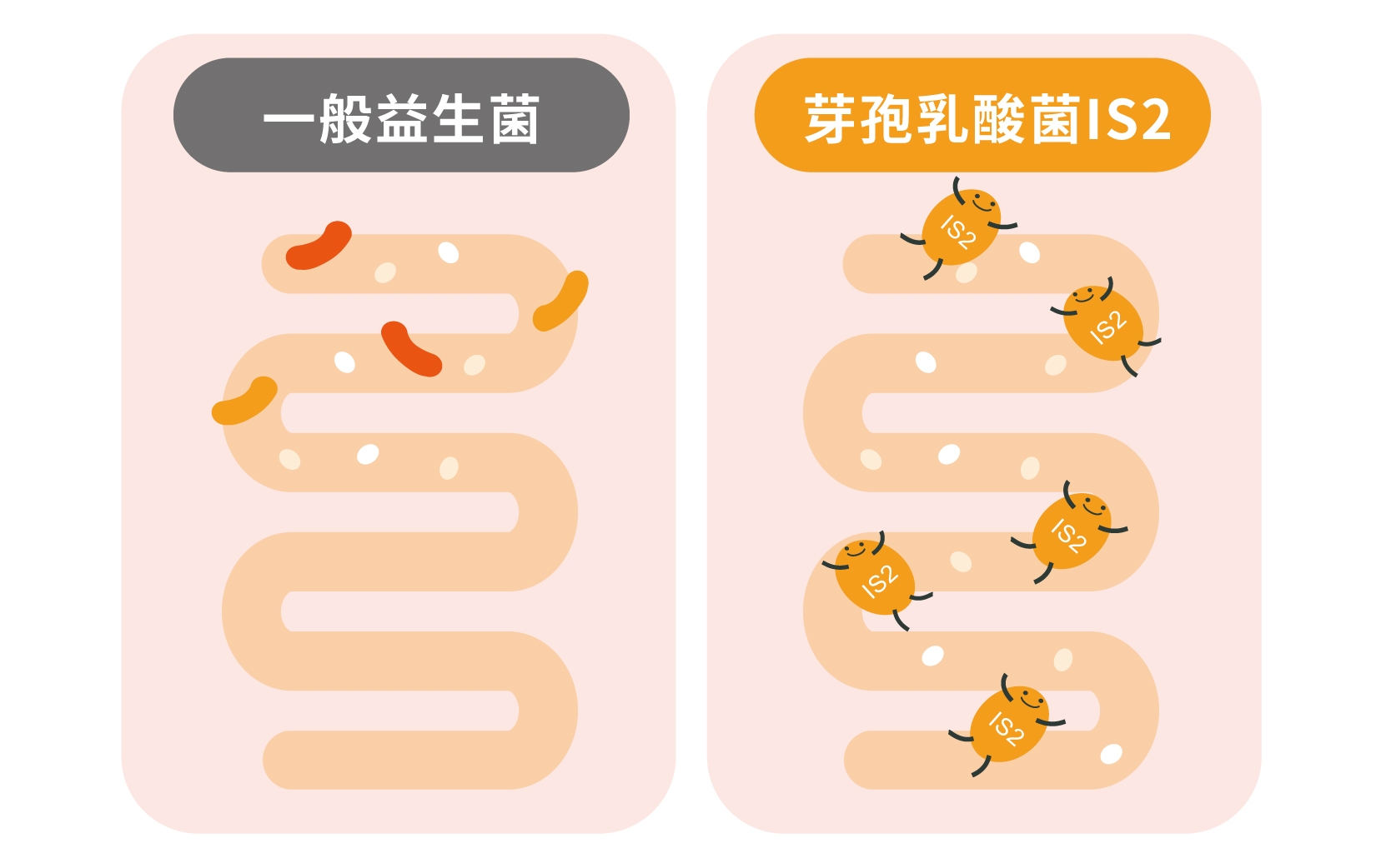 年紀大怎麼補都無感怎麼辦？消化道順活+營養補充，事半功倍！_img_1