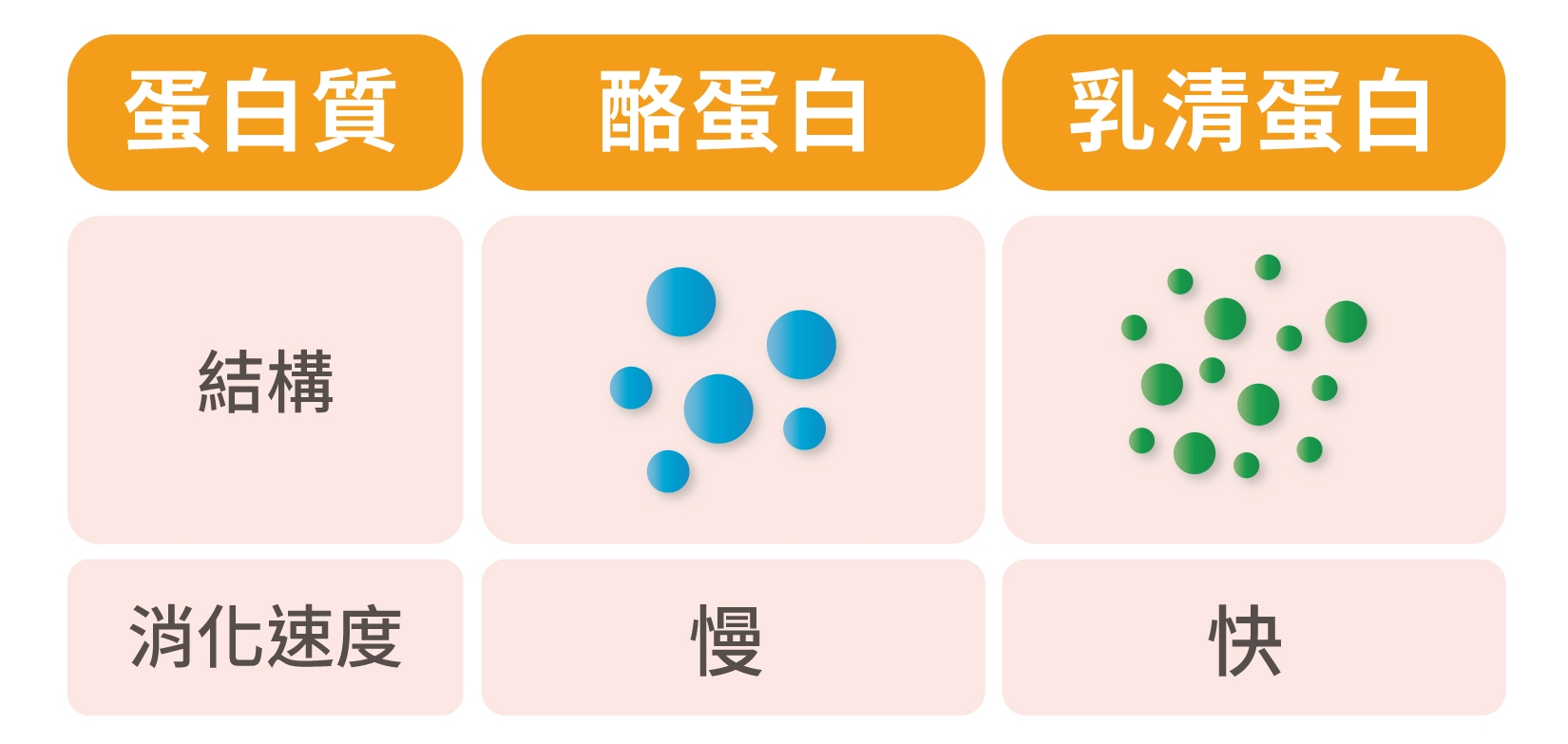 蛋白質吃越多，體力就會變好？其實全方位營養和對的比例才是關鍵！_img_2
