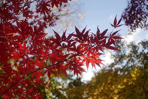 以居民的身分欣賞京都的秋天，比起觀光客更多了一分悠閒。