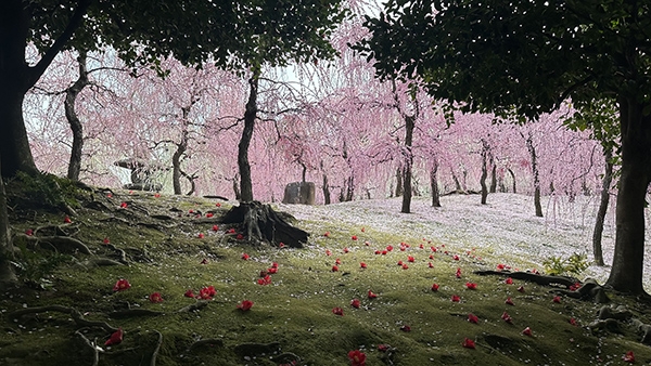 Cassandre說，京都是個忙碌的城市，每個季節都有該賞、該吃的，現在正是賞梅時節。