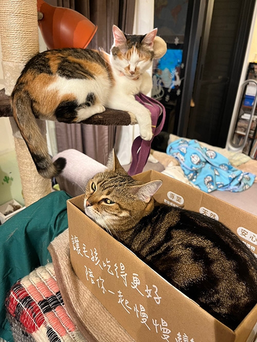 洪心平目前養的兩隻貓，三花貓Ruru與虎斑貓Bebe。