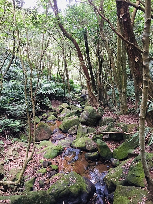 碧溪步道沿途溪水潺潺，景色優美。（圖片來源：周倩漪）