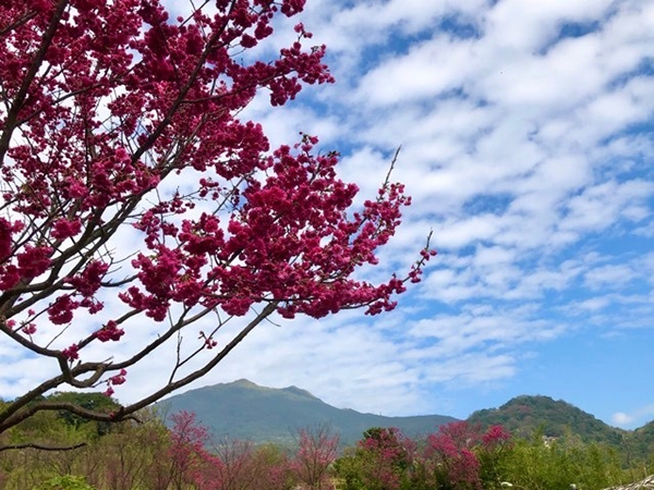 櫻花季來臨時，東昇步道是賞櫻好去處。（圖片來源：周倩漪）