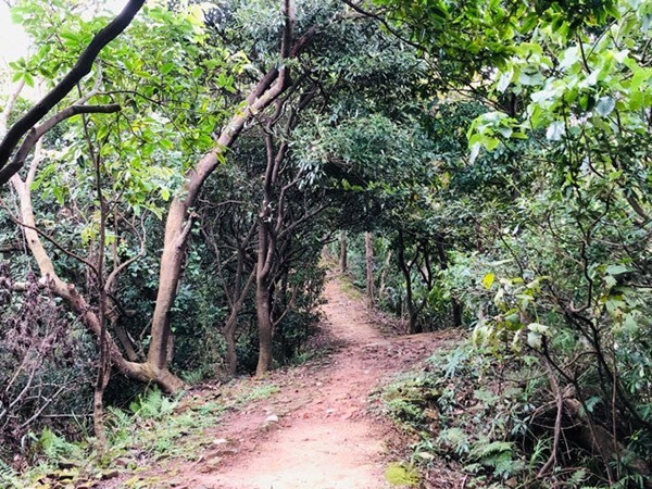 福源山步道寬敞好走。（圖片來源：周倩漪）