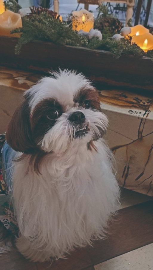 我的救命恩狗「西西里島」也是我的特別護士，她總是憂心地看著我、觀察我是否還在呼吸？