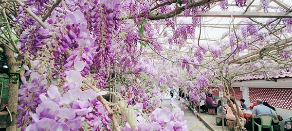 「頂湖小鎮」用餐區直接設置在花架下，一邊用餐一邊賞花超愜意。（出自頂湖小鎮FB專頁）