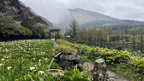 陽明山是全台最有名的海芋產區，可採海芋、賞花、品嘗美食。（出自陽明山竹子湖綠山谷FB粉專）