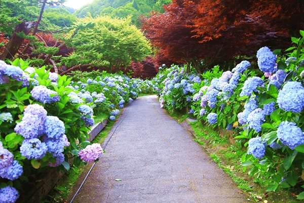 「杉林溪生態渡假園區」除了是知名的森林遊樂園區，也是全台最大的繡球花知名賞景點。（出自愛上杉林溪FB粉專）