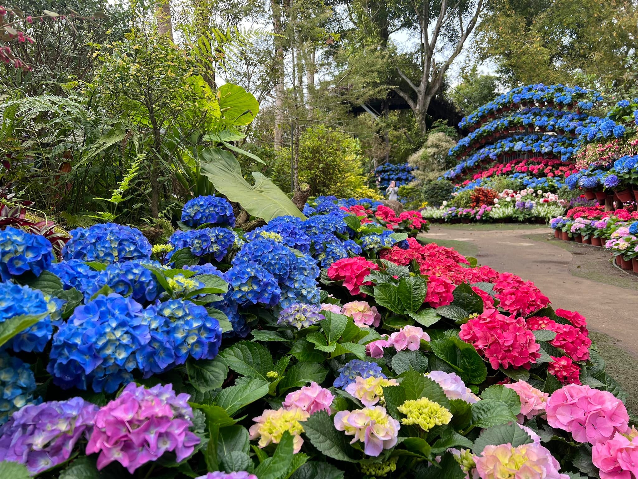 「花露農場」園內種植有繡球花等各式花卉，還有各式香草植物、精油體驗。（出自花露農場Flower Home FB粉專）
