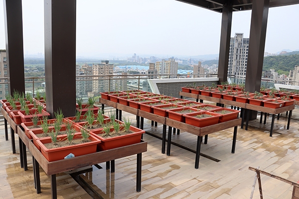 頂樓的高架花園讓不方便蹲下的長者也能享受田園之樂。