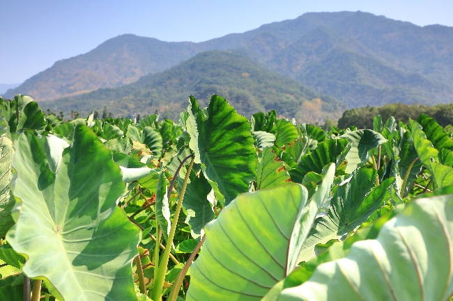 到大武山下拜訪春天!循「味」向一條好心情公路出發_img_1