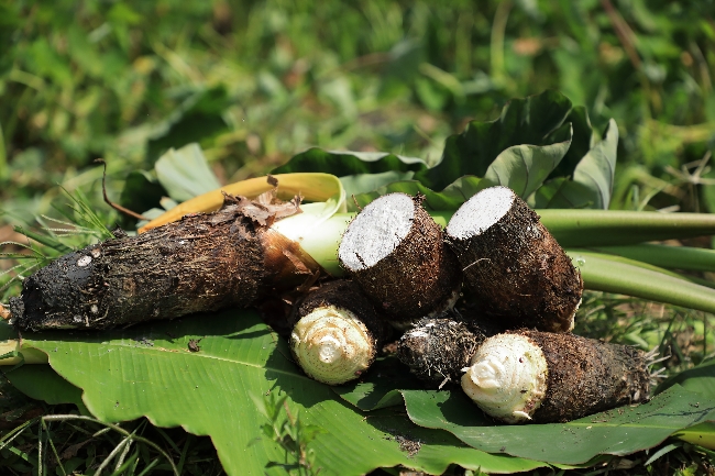 到大武山下拜訪春天！循「味」向一條好心情公路出發_img_2