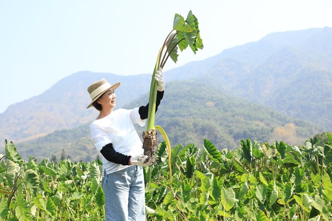 到大武山下拜訪春天！循「味」向一條好心情公路出發_img_3