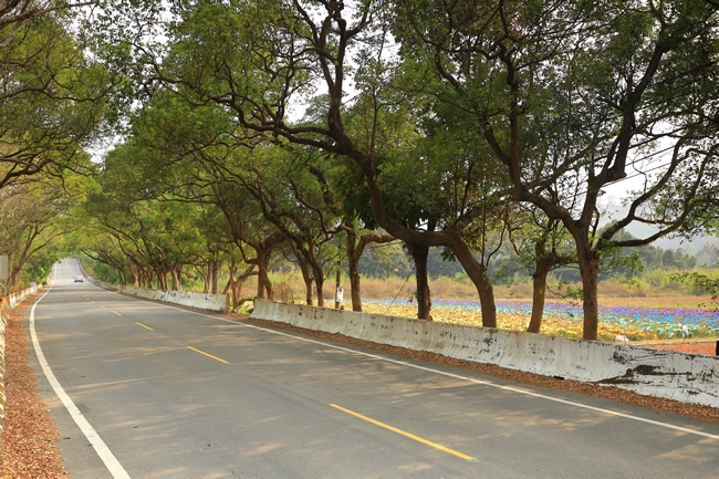 到大武山下拜訪春天!循「味」向一條好心情公路出發_img_15