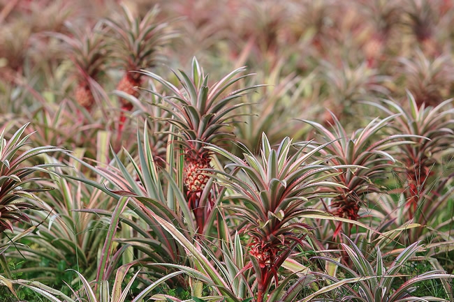 到大武山下拜訪春天!循「味」向一條好心情公路出發_img_8
