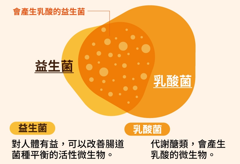 圖解乳酸菌、益生菌的差別，了解對人體的不同幫助。