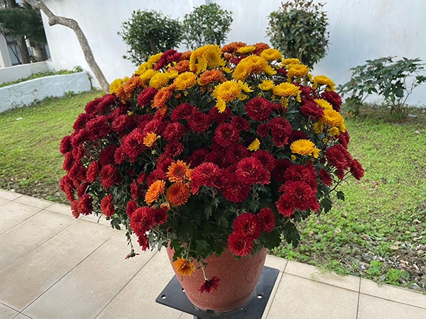 整理家中的庭院、花卉，是如今李文瑗的一大生活樂趣。