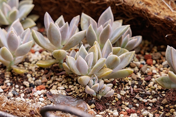 多肉植物石蓮花不只可觀賞，還可打成飲品或沾蜂蜜食用。