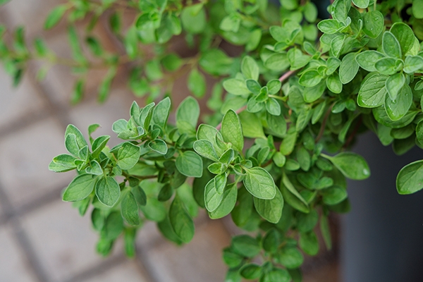 劉雨青喜歡將甜菊、薄荷、馬鬱蘭等香草沖泡成複方香草茶，圖為馬鬱蘭。