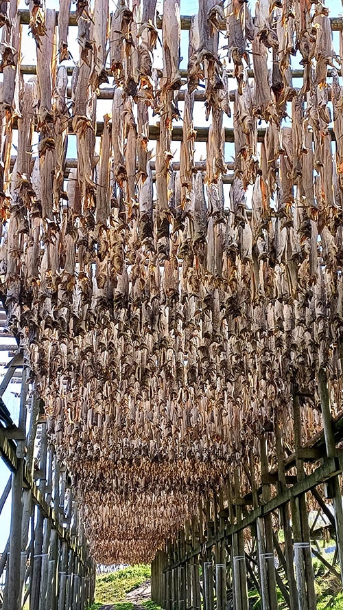 特別自費參加的行程，親近北歐的曬鱈魚乾文化。