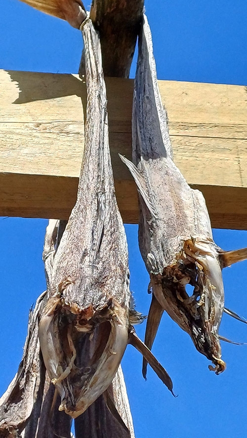 根據挪威海產推廣協會的介紹，製作鱈魚乾的風乾方式已流傳數千年。