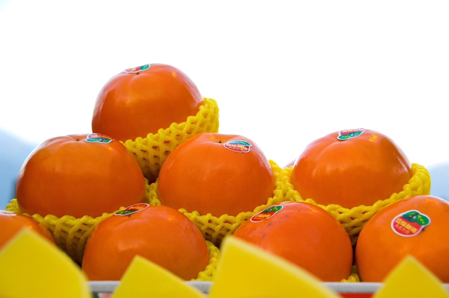 豐收是季節的展現，蘋果、水梨及水蜜桃被稱為福壽山三大王，近年農場也嫁接櫻樹、柿子等樹種有成，可以順應時結綵摘。