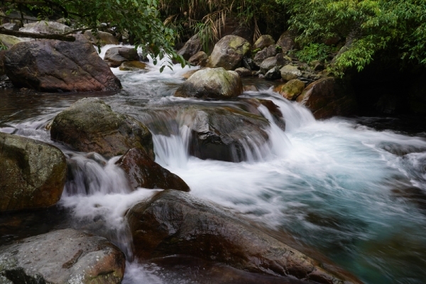 松羅步道有雨林般的天然景致。