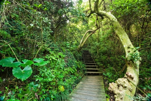 壽山保留珊瑚礁石灰岩地質，也有壯觀的老榕樹景。