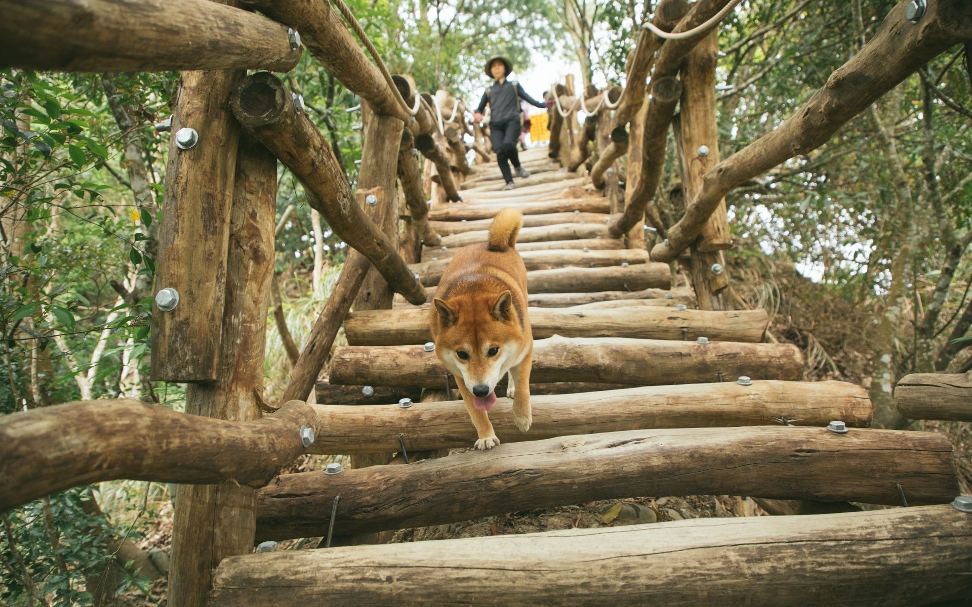 對於體力跟腳力有信心的你，不妨進階踩訪大坑4號步道，擁有全臺唯一枕木搭建的走道充滿原始感，走起來有趣，拍照起來也很特別。