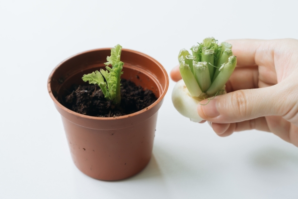 白蘿蔔頭種在盆栽裡，長出蘿蔔葉，切碎後可當成芹菜使用。