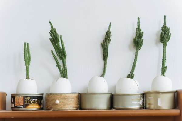 郭明宜家中角落處處可見巧思，雞蛋殼底部打洞當盆栽，清新討喜。