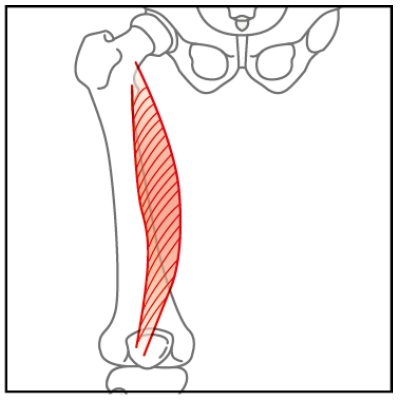 防膝蓋痛與軟骨磨損，光練大腿還不夠！坐著躺著都能做的「股內側肌」訓練_img_2