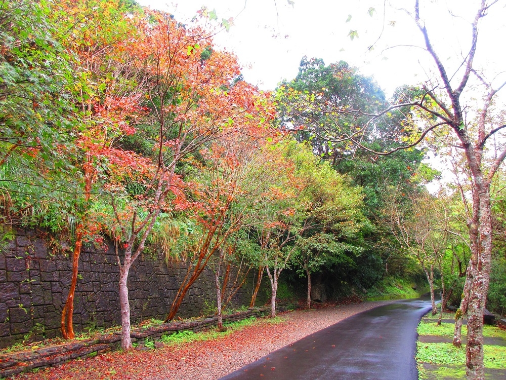 滿月圓森林遊樂區除了有豐富生態，也是著名賞楓景點。