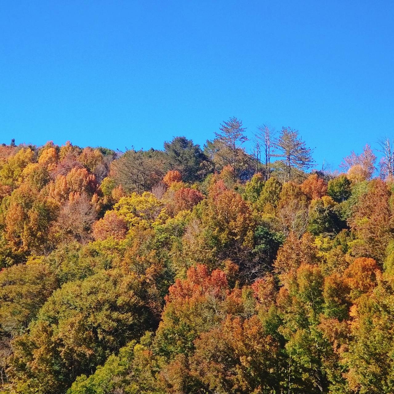 霞喀羅國家步道除了保留許多歷史文化遺跡，也是近年來頗受歡迎的賞楓景點（出自霞喀羅生態旅遊FB粉專）