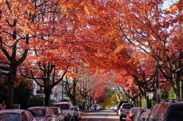 10月加拿大的楓紅。