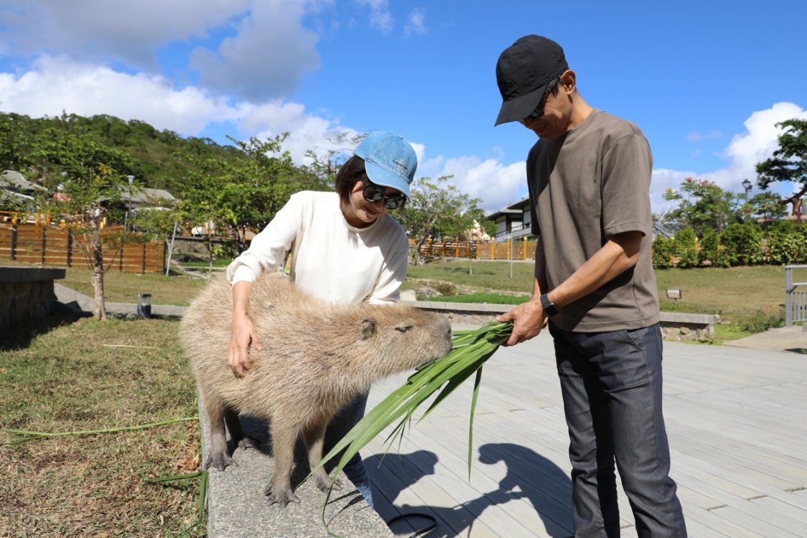 近距離水豚餵食秀，大人小孩都愛玩！