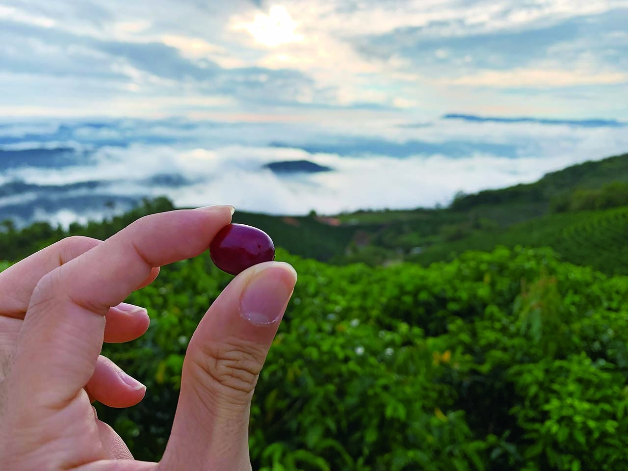 小小一顆咖啡豆，箇中卻是大有學問。 （圖片來源：方舟文化）