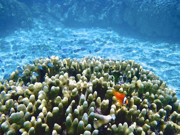 大塚寧寧的攝影作品。（出自halmek）