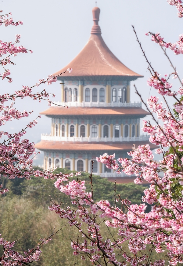 天元宮盛開的櫻花每年都會吸引許多遊客（出自新北市政府）