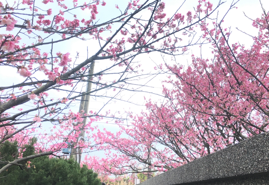 如果想避開平菁街賞櫻人潮，可以從狗殷勤古道上山。（出自台北市政府）