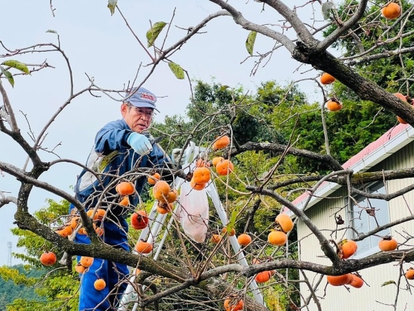 邱一新到日本旅遊，注意到家家戶戶都在採收柿子。（圖片來源：邱一新）