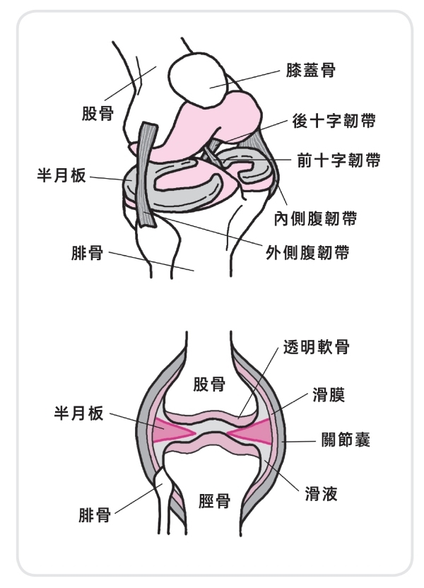 人體的膝蓋軟骨構造圖。