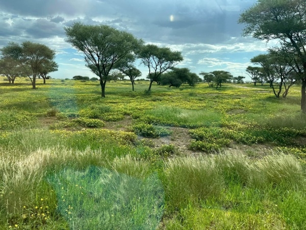 遍地黃花的季節看起來很美，一旦走進去鞋底會沾滿有刺的種子，寸步難行。