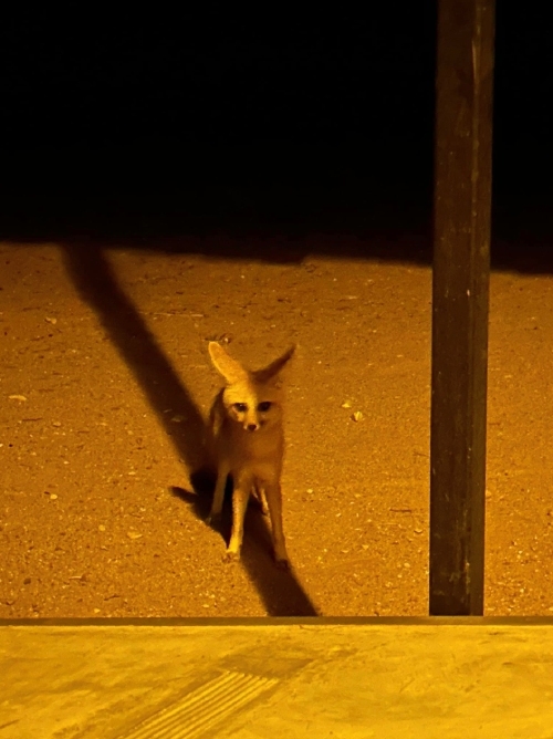到納米比亞南部與海邊旅行，還真的遇見了狐狸。