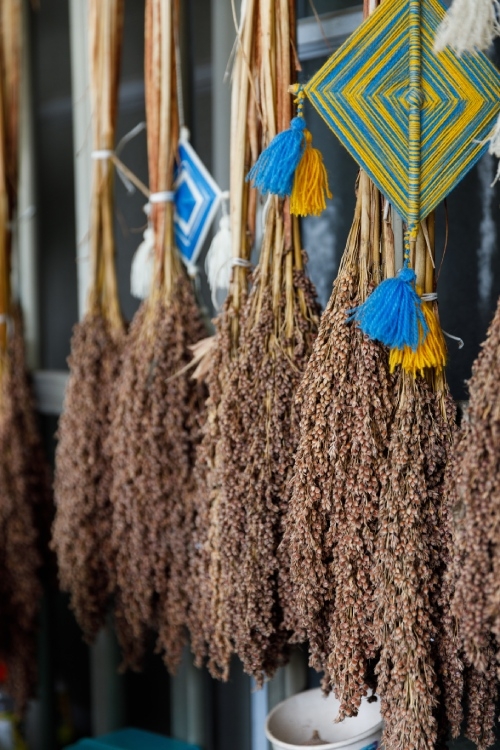 掛在窗戶上的高粱種子陰乾後，等到播種時節，即可取下播種。