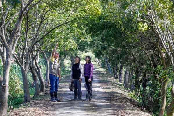 台大農場安康分場占地19公頃，園內除田地，亦種植樹木，形成綠色隧道。
