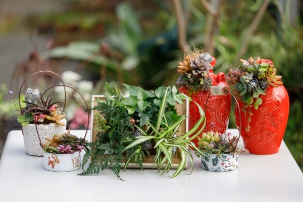 多才多藝的梁群健，不只嫻熟種植知識，也喜歡運用植物製作裝飾品。民眾可自行組團，10人即可開課。