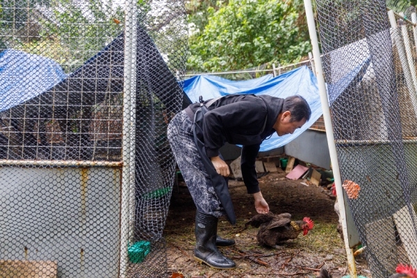 湯志偉養的雞一看到他靠近，就乖順的伏下身子。