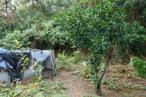 湯志偉家中後院，種了各式果樹、香草，充滿鄉居風情。